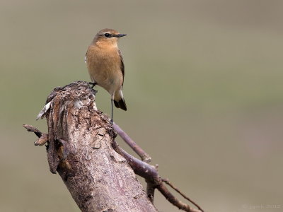 Tapuit/Northern wheatear