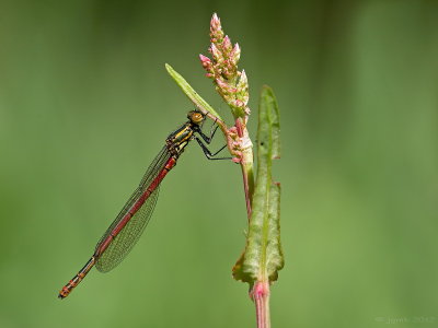 Vuurjuffer/Pyrrhosoma nymphula ♂
