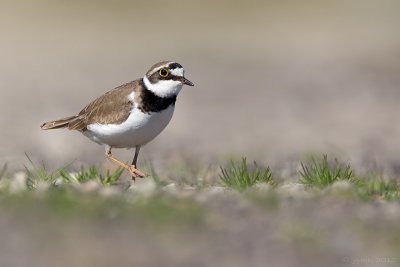 Kleine plevier/Little ringed plover