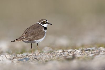 Kleine plevier/Little ringed plover