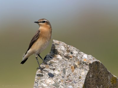 Tapuit/Northern wheatear