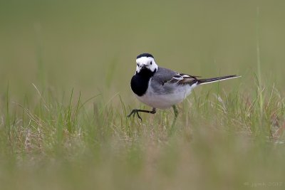 Witte kwikstaart/White wagtail