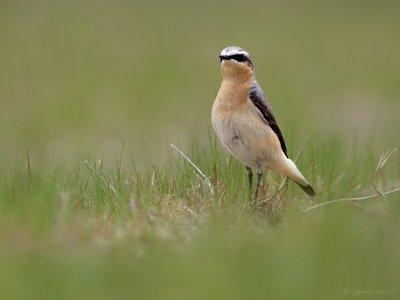 Tapuit/Northern wheatear