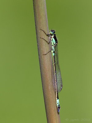 Donkere waterjuffer/Coenagrion armatum ♂