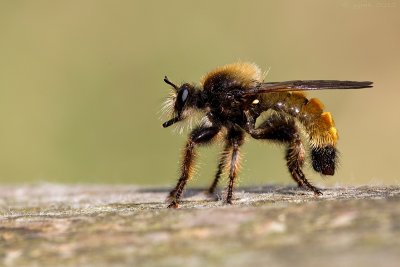 Roofvlieg/Machimus atricapillus