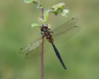 Hoogveenglanslibel/Somatochlora arctica ♂