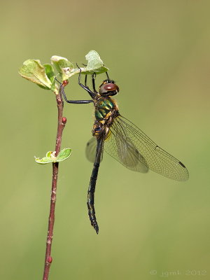 Hoogveenglanslibel/Somatochlora arctica ♂
