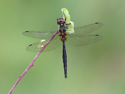 Hoogveenglanslibel/Somatochlora arctica ♂