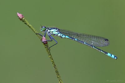 Maanwaterjuffer/Coenagrion lunulatum ♂