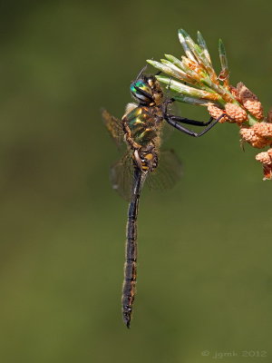 Hoogveenglanslibel/Somatochlora arctica ♂