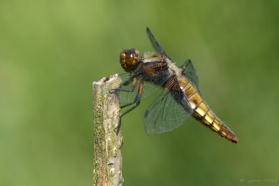 Platbuik/Libellula depressa ♀