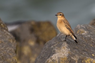 Tapuit/Northern wheatear