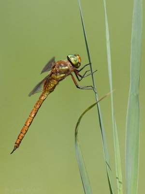 Vroege glazenmaker/Aeshna isoceles ♂