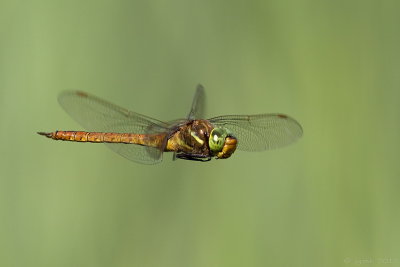 Vroege glazenmaker/Aeshna isoceles ♂