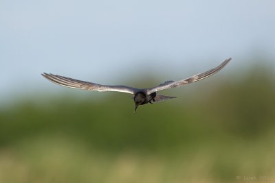 Zwarte stern/Black tern