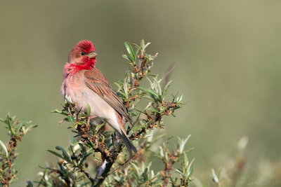 Roodmus/Scarlet rosefinch
