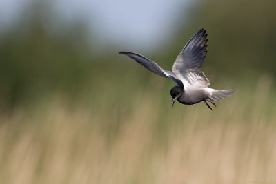 Zwarte stern/Black tern