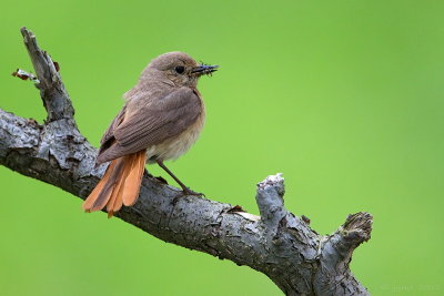 Gekraagde roodstaart/Redstart