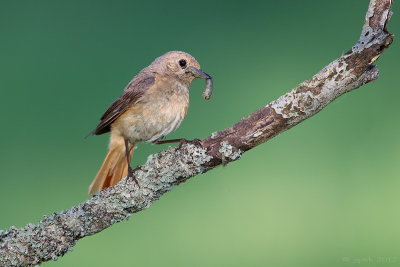 Gekraagde roodstaart/Redstart