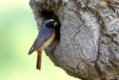 Gekraagde roodstaart/Redstart