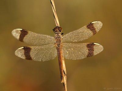 Bandheidelibel/Sympetrum pedemontanum ♀