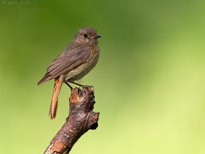 Gekraagde roodstaart/Redstart