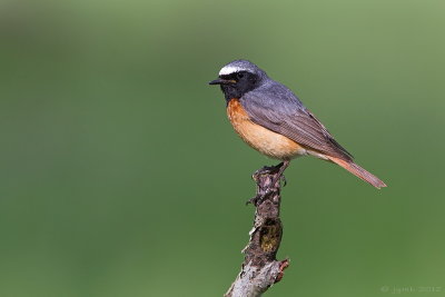 Gekraagde roodstaart/Redstart