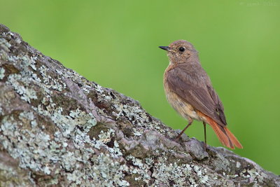 Gekraagde roodstaart/Redstart
