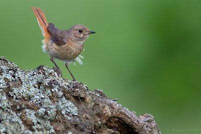 Gekraagde roodstaart/Redstart