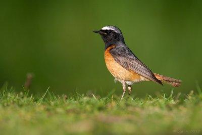 Gekraagde roodstaart/Redstart