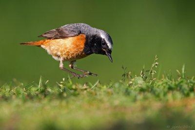 Gekraagde roodstaart/Redstart