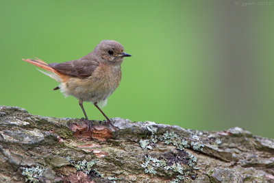 Gekraagde roodstaart/Redstart