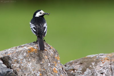 Rouwkwikstaart/Pied wagtail