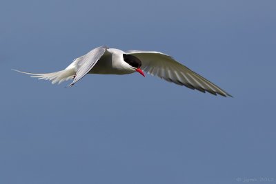 Noordse stern/Arctic tern