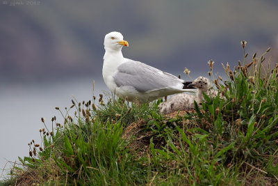 Zilvermeeuw/Herring gull