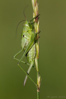 Grote groene sabelsprinkhaan/Tettigonia viridissima