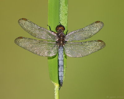 Beekoeverlibel/Orthetrum coerulescens ♂
