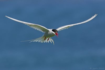 Noordse stern/Arctic tern