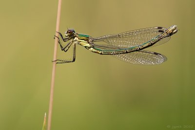 Tangpantserjuffer/Lestes dryas ♀