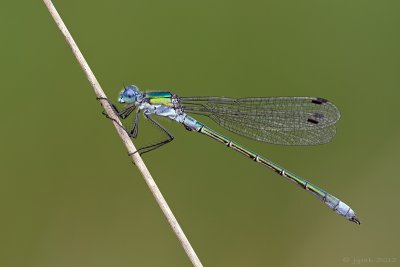 Tangpantserjuffer/Lestes dryas ♂