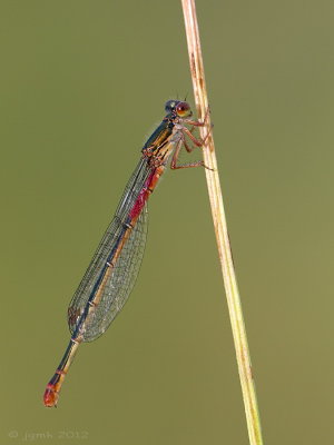 Koraaljuffer/Ceriagrion tenellum ♀