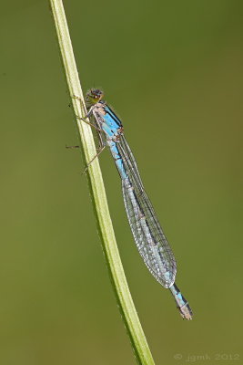 Watersnuffel/Ennalagma cyathigerum ♀