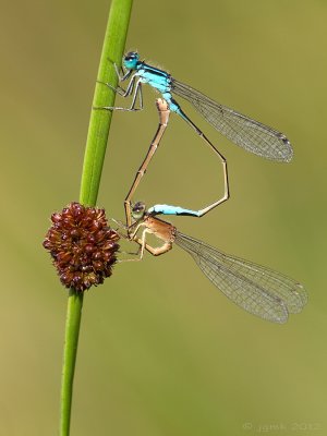 Lantaarntje/Ischnura elegans ♂♀