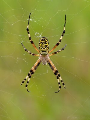 Wespspin/Argiope bruennichi