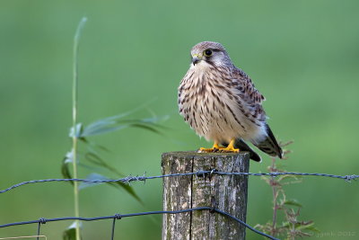 Torenvalk/Kestrel