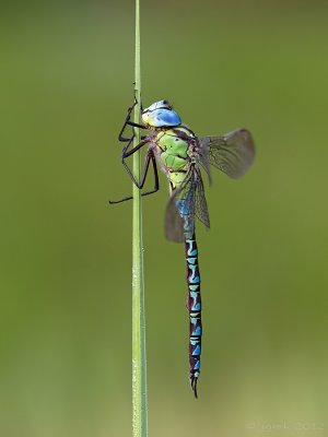 Groene glazenmaker/Aeshna cyanea ♂