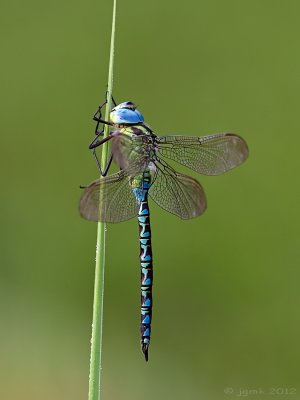 Groene glazenmaker/Aeshna cyanea ♂
