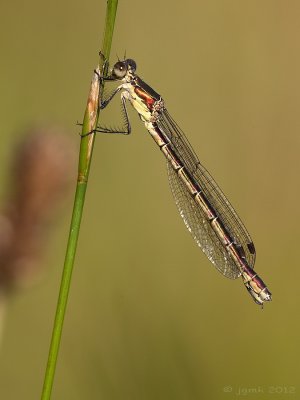 Tangpantserjuffer/Lestes dryas ♀