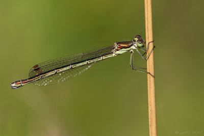 Tengere pantserjuffer/Lestes virens ♀
