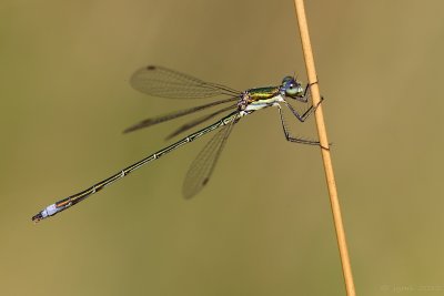 Tengere pantserjuffer/Lestes virens ♂